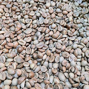 1 �"� ���� ��� ���� Robusta Cherry INDIA ������� �'�� ���� AA